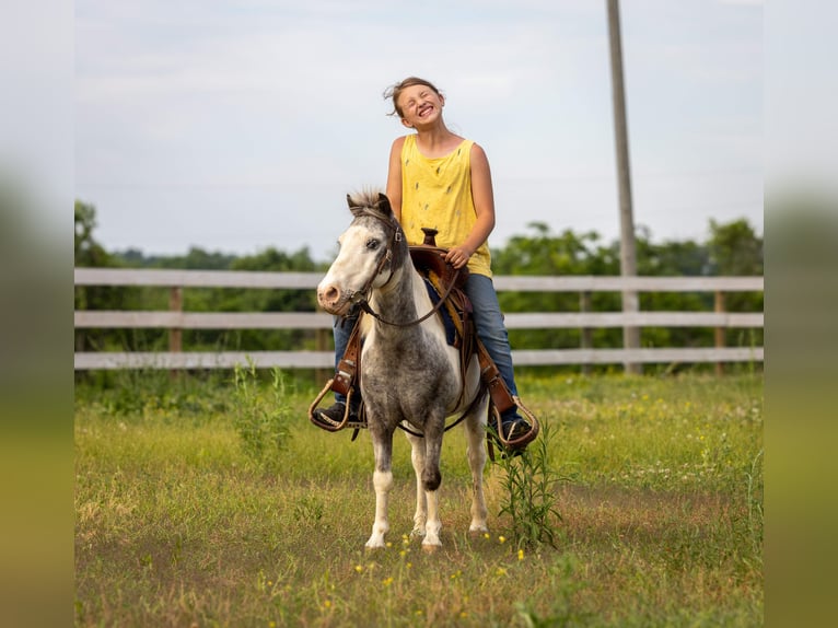 Plus de poneys/petits chevaux Hongre 12 Ans 102 cm Pinto in Ewing