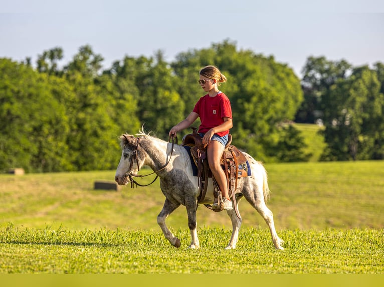 Plus de poneys/petits chevaux Hongre 12 Ans 102 cm Pinto in Ewing