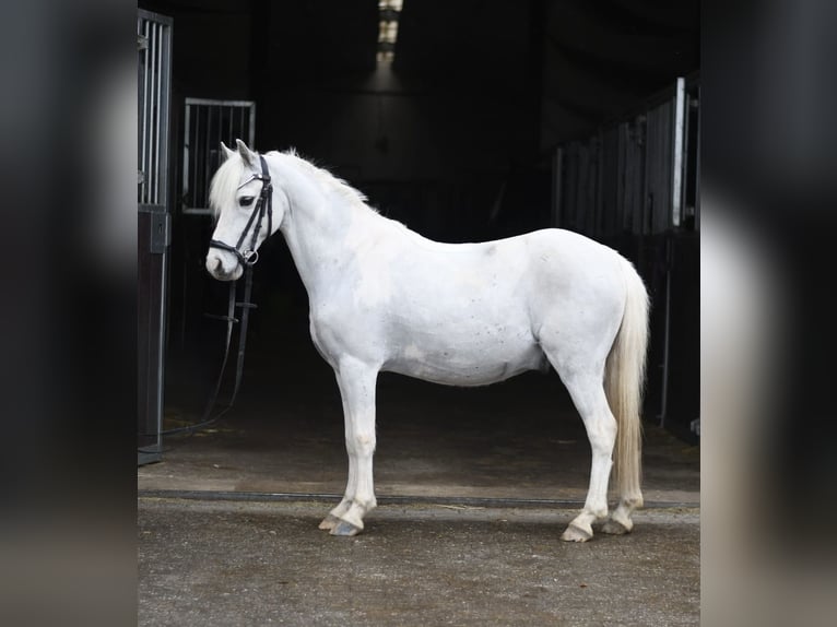 Plus de poneys/petits chevaux Hongre 12 Ans 116 cm Pinto in Geilenkirchen
