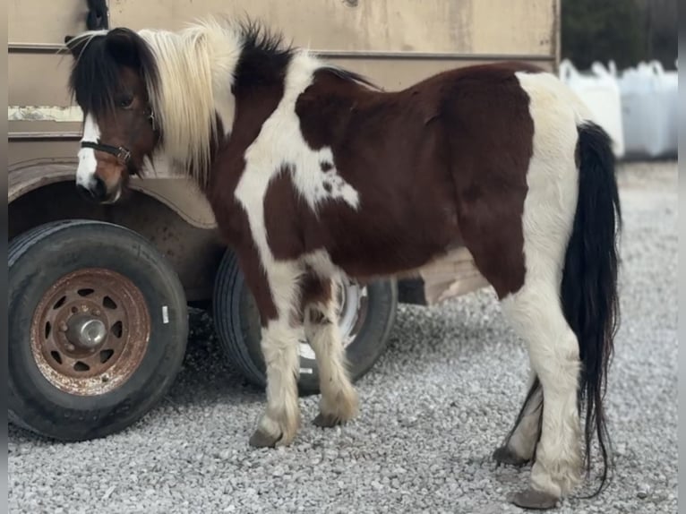 Plus de poneys/petits chevaux Hongre 12 Ans 119 cm Pinto in Osceola