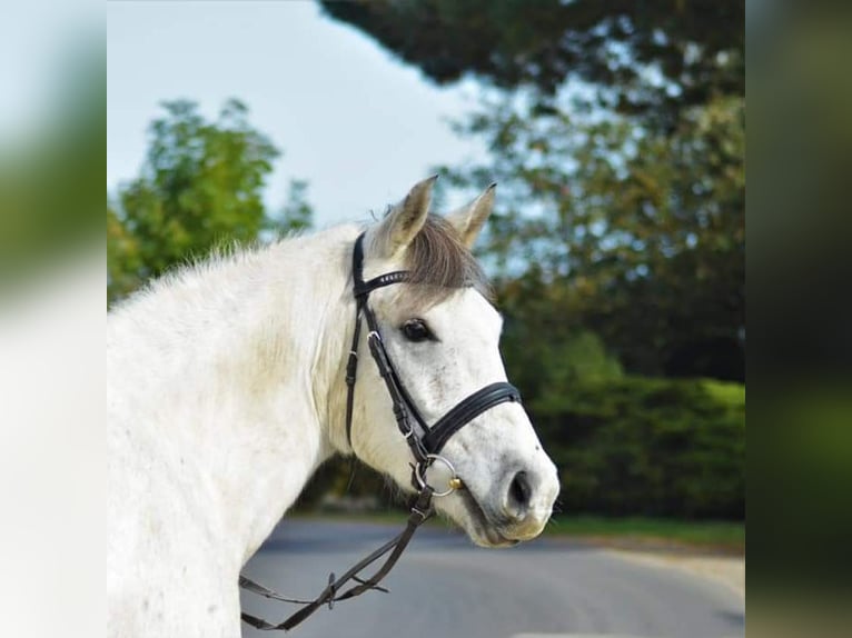 Plus de poneys/petits chevaux Croisé Hongre 12 Ans 145 cm Gris in Obdach