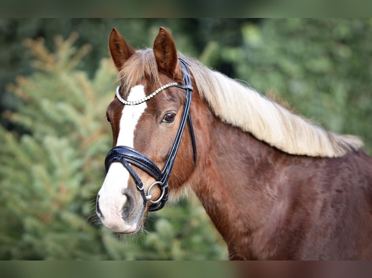 Plus de poneys/petits chevaux Hongre 12 Ans 148 cm Alezan brûlé in Mülheim an der Ruhr