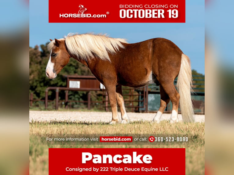 Plus de poneys/petits chevaux Hongre 12 Ans Palomino in Cisco