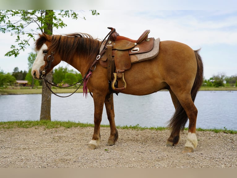 Plus de poneys/petits chevaux Hongre 13 Ans 102 cm Alezan dun in Brandon