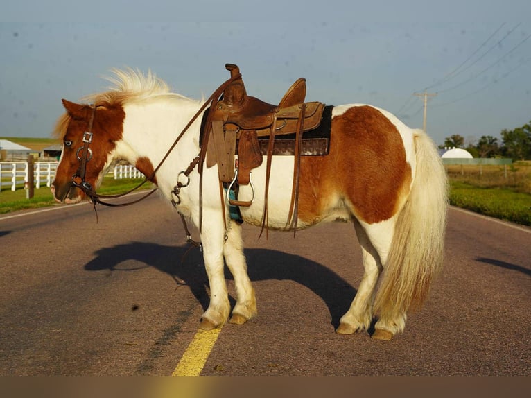 Plus de poneys/petits chevaux Hongre 13 Ans 102 cm Pinto in Corsica