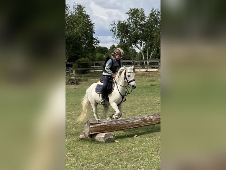 Plus de poneys/petits chevaux Hongre 13 Ans 122 cm Gris in Elbe-Parey