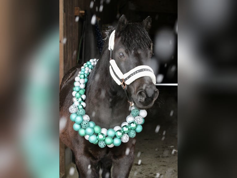 Plus de poneys/petits chevaux Croisé Hongre 13 Ans 137 cm Bai brun foncé in Napplach