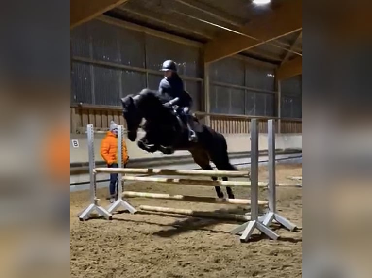 Plus de poneys/petits chevaux Hongre 13 Ans 147 cm Bai brun foncé in Sachsenheim