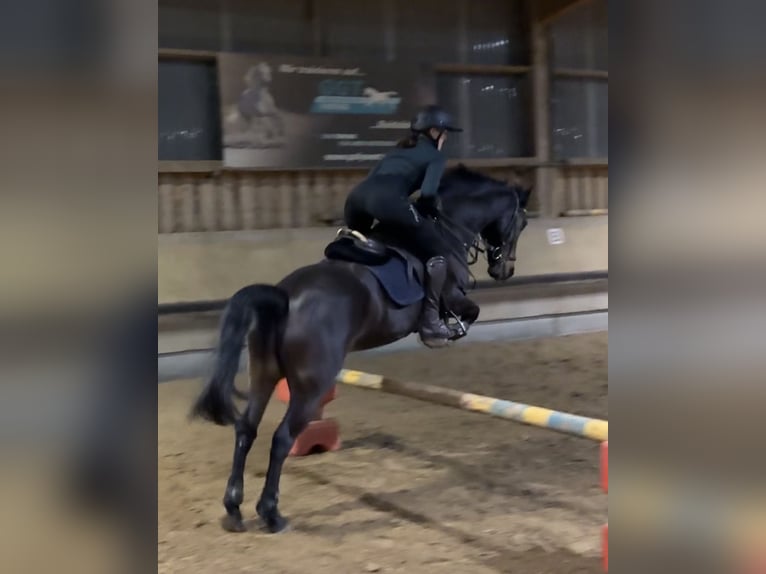 Plus de poneys/petits chevaux Hongre 13 Ans 147 cm Bai brun foncé in Sachsenheim