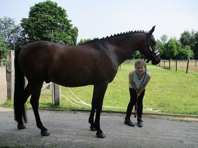 Plus de poneys/petits chevaux Croisé Hongre 13 Ans 148 cm Bai brun in Bielefeld