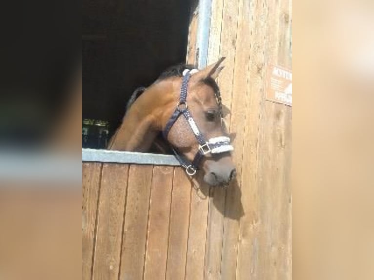 Plus de poneys/petits chevaux Croisé Hongre 13 Ans 148 cm Bai brun in Bielefeld