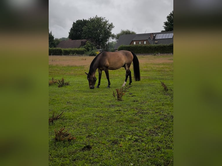 Plus de poneys/petits chevaux Hongre 13 Ans 148 cm  in Oerel