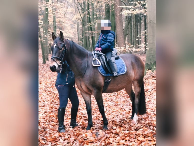 Plus de poneys/petits chevaux Hongre 13 Ans 148 cm  in Oerel