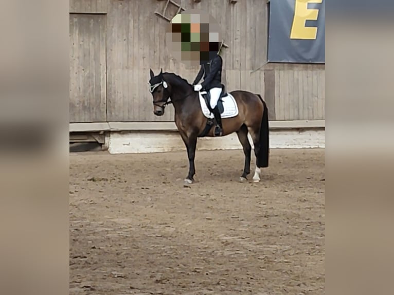 Plus de poneys/petits chevaux Hongre 13 Ans 148 cm  in Oerel