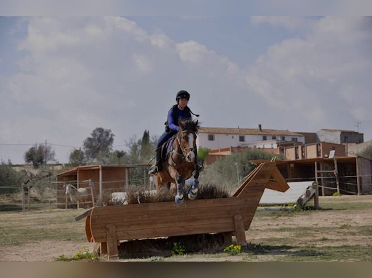 Plus de poneys/petits chevaux Hongre 13 Ans 149 cm Bai in Sabadell