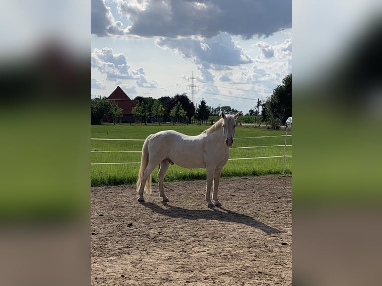 Plus de poneys/petits chevaux Croisé Hongre 13 Ans 150 cm Gris in Hilgermissen