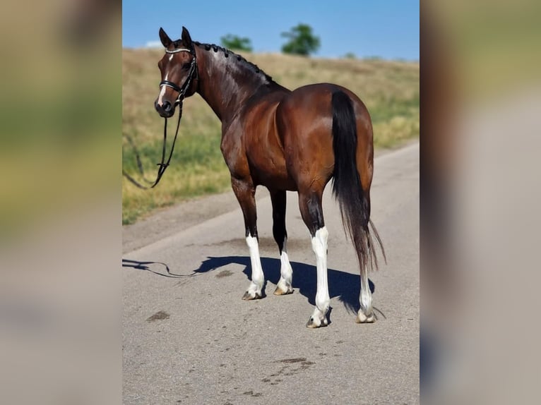 Plus de poneys/petits chevaux Hongre 13 Ans 155 cm Bai in Gyula