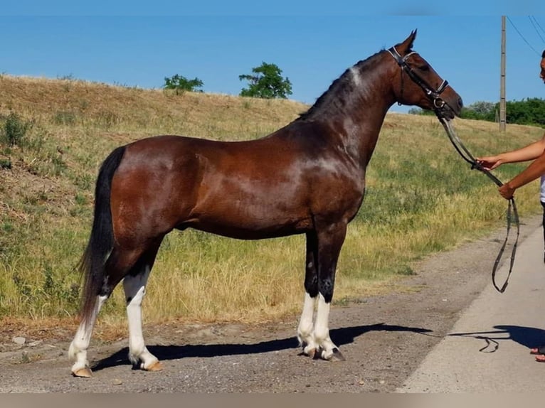 Plus de poneys/petits chevaux Hongre 13 Ans 155 cm Bai in Gyula