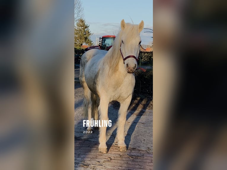 Plus de poneys/petits chevaux Croisé Hongre 13 Ans 158 cm Gris in Hilgermissen