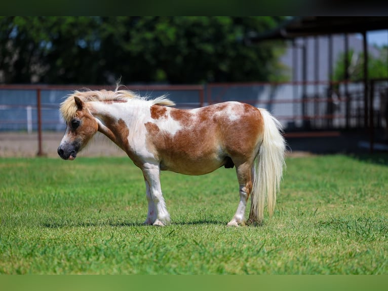 Plus de poneys/petits chevaux Hongre 13 Ans 79 cm Pinto in Forney