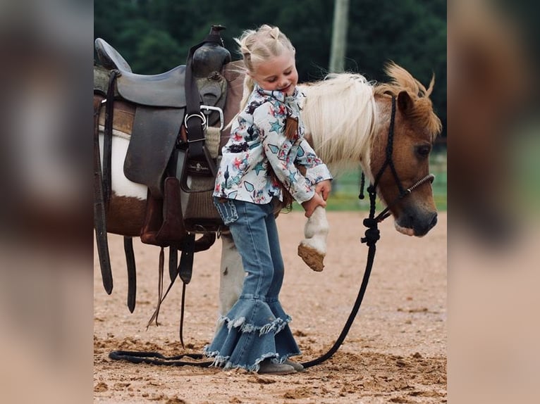 Plus de poneys/petits chevaux Hongre 13 Ans 91 cm Pinto in Cisco