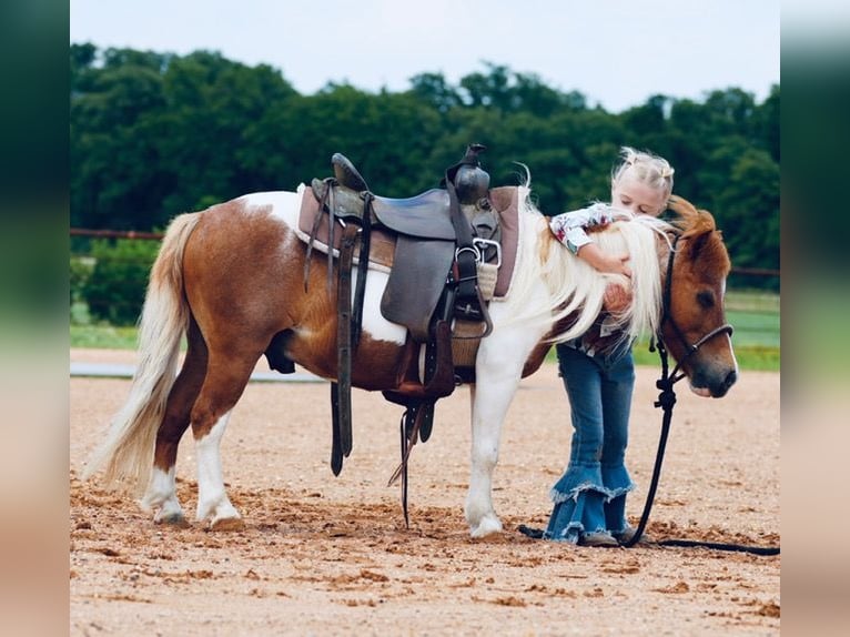 Plus de poneys/petits chevaux Hongre 13 Ans 91 cm Pinto in Cisco