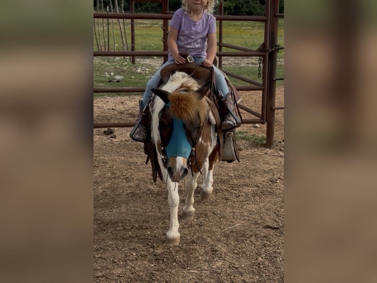 Plus de poneys/petits chevaux Hongre 13 Ans 91 cm Pinto in Cisco