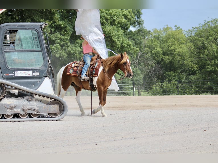 Plus de poneys/petits chevaux Hongre 13 Ans Pinto in Purdy