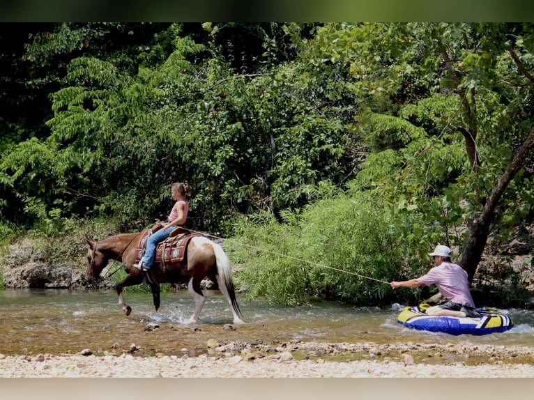 Plus de poneys/petits chevaux Hongre 13 Ans Pinto in Purdy