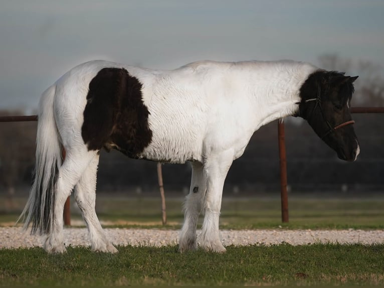 Plus de poneys/petits chevaux Hongre 13 Ans Pinto in Cisco