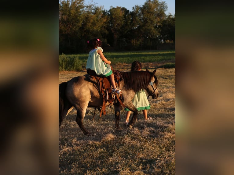Plus de poneys/petits chevaux Hongre 14 Ans 102 cm Buckskin in El Paso