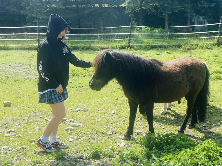 Plus de poneys/petits chevaux Hongre 14 Ans 105 cm Bai in Frohsdorf