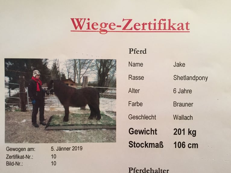 Plus de poneys/petits chevaux Hongre 14 Ans 105 cm Bai in Frohsdorf