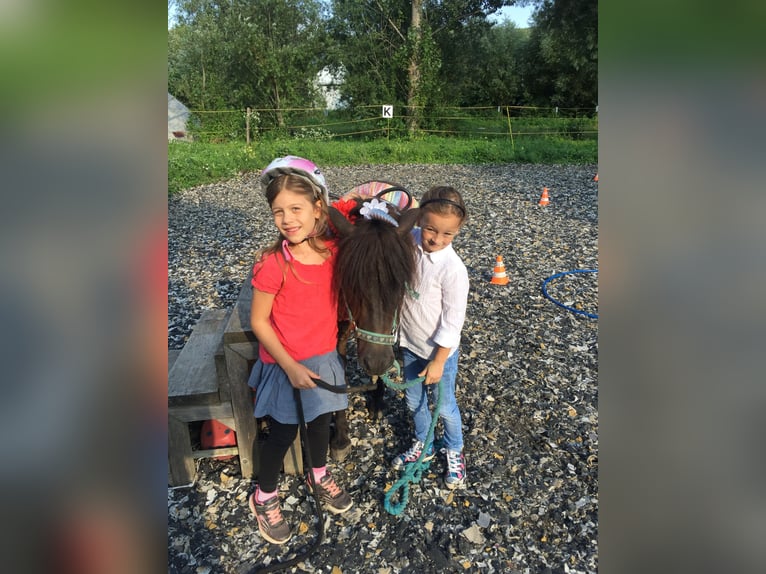 Plus de poneys/petits chevaux Hongre 14 Ans 105 cm Bai in Frohsdorf