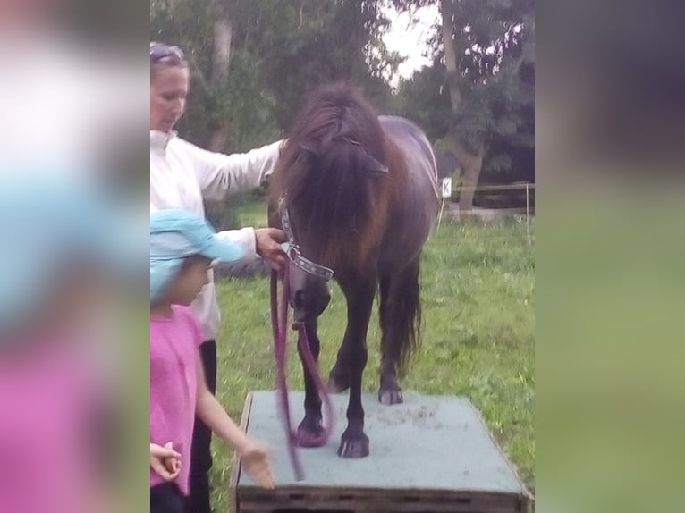 Plus de poneys/petits chevaux Hongre 14 Ans 105 cm Bai in Frohsdorf
