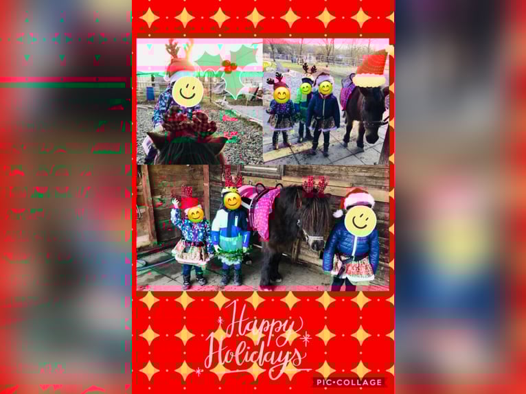 Plus de poneys/petits chevaux Hongre 14 Ans 105 cm Bai in Frohsdorf