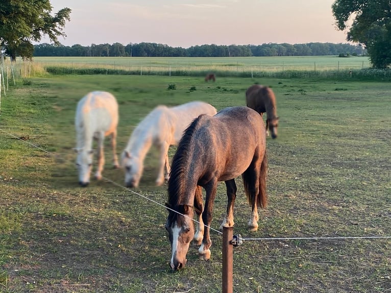 Plus de poneys/petits chevaux Hongre 14 Ans 120 cm Rouan bleu in Plattenburg
