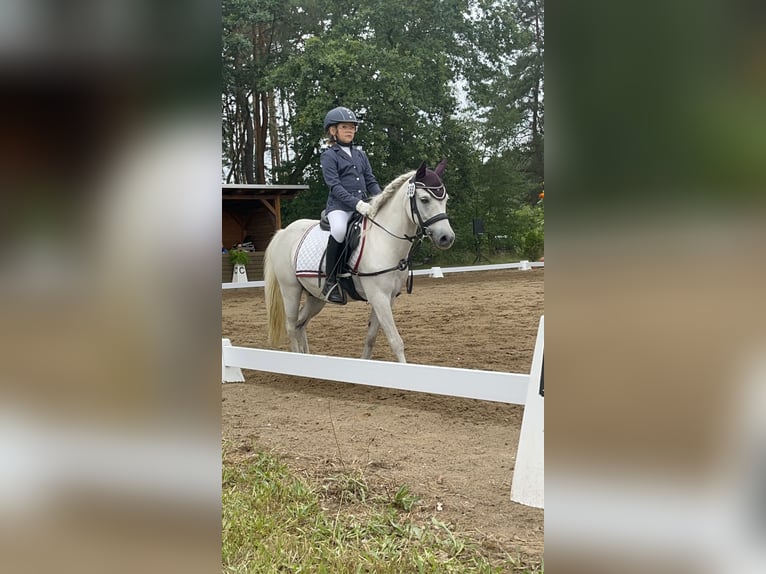 Plus de poneys/petits chevaux Hongre 14 Ans 122 cm Gris in Elbe-Parey