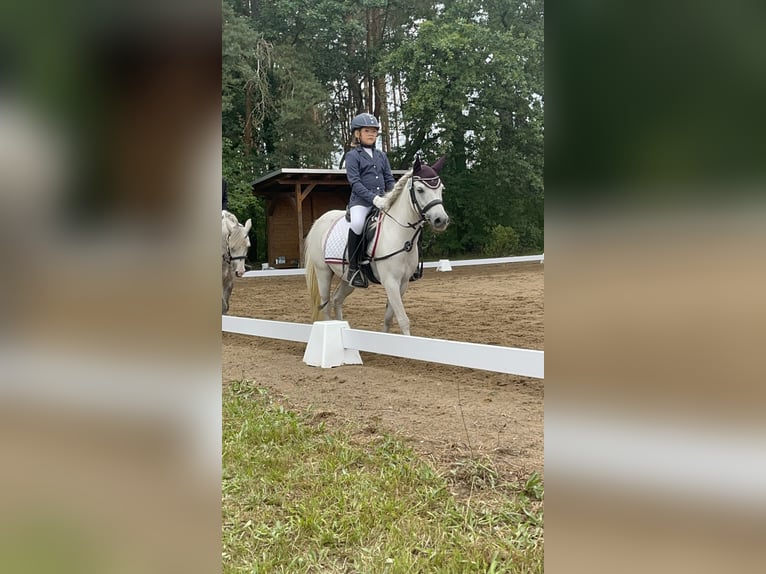Plus de poneys/petits chevaux Hongre 14 Ans 122 cm Gris in Elbe-Parey