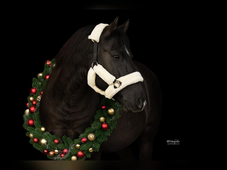 Plus de poneys/petits chevaux Hongre 14 Ans 135 cm in Deggendorf