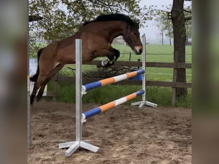 Plus de poneys/petits chevaux Croisé Hongre 14 Ans 136 cm Bai in Versmold