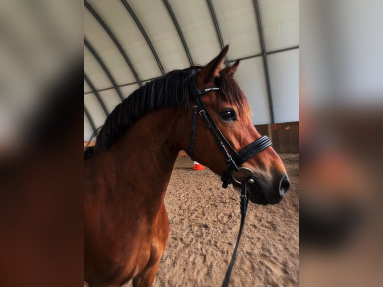 Plus de poneys/petits chevaux Croisé Hongre 14 Ans 136 cm Bai in Versmold