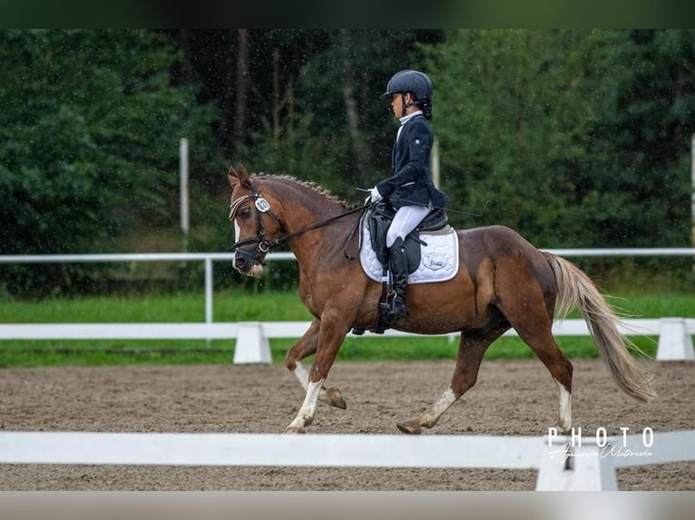 Plus de poneys/petits chevaux Hongre 14 Ans 137 cm Alezan in Bydgoszcz