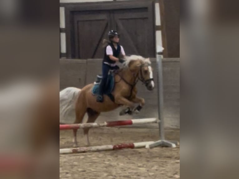 Plus de poneys/petits chevaux Hongre 14 Ans 137 cm Palomino in Heidenheim an der Brenz