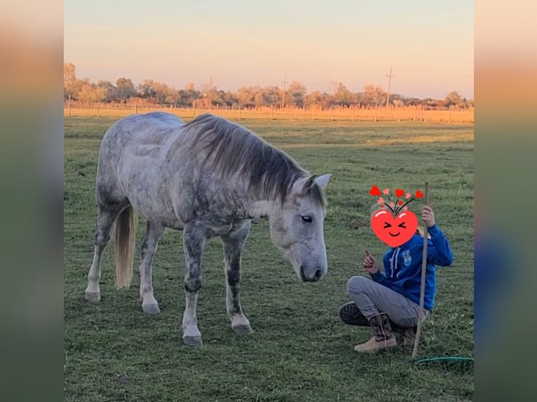 Plus de poneys/petits chevaux Croisé Hongre 14 Ans 140 cm Rouan bleu in Oggau am Neusiedler See