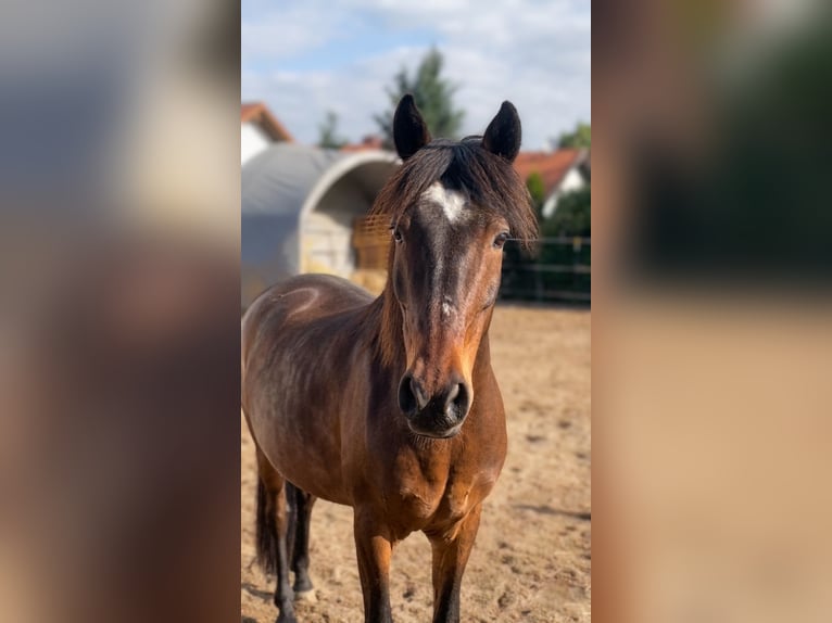 Plus de poneys/petits chevaux Hongre 14 Ans 142 cm Bai in Erharting