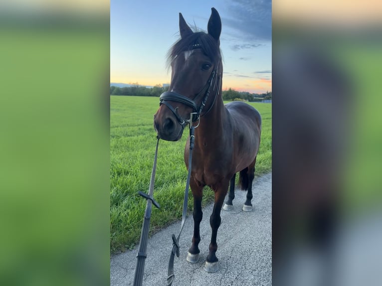 Plus de poneys/petits chevaux Hongre 14 Ans 142 cm Bai in Erharting