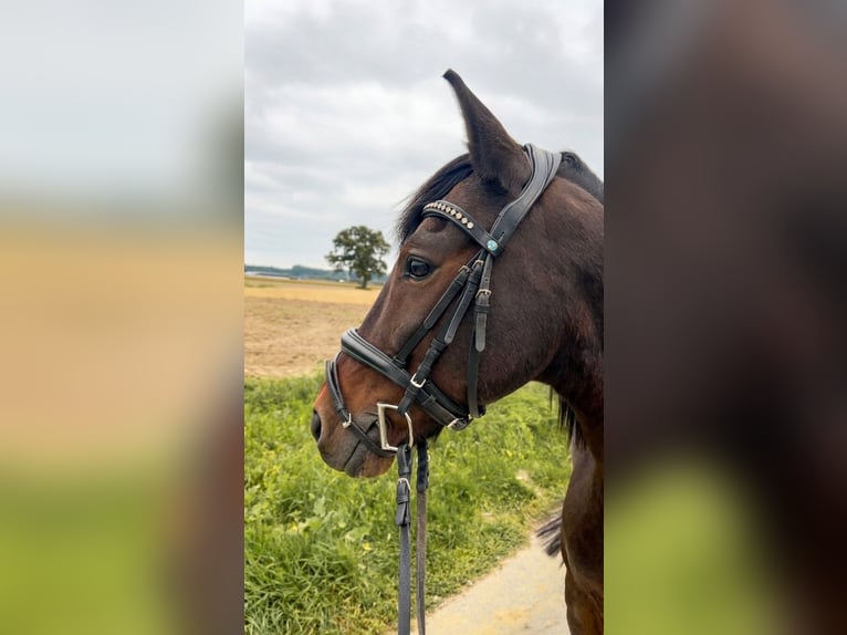 Plus de poneys/petits chevaux Hongre 14 Ans 142 cm Bai in Erharting