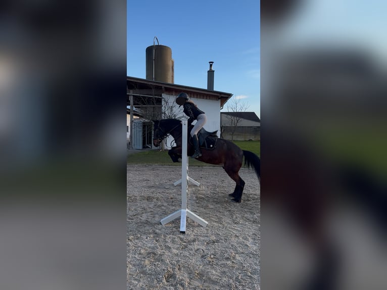 Plus de poneys/petits chevaux Hongre 14 Ans 142 cm Bai in Erharting