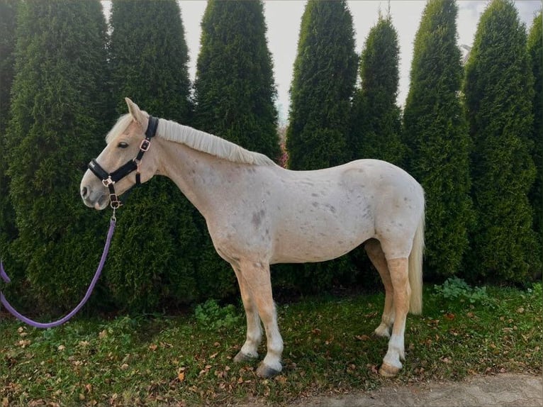 Plus de poneys/petits chevaux Croisé Hongre 14 Ans 146 cm Palomino in Tallinn